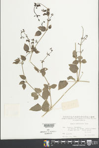 Rubia cordifolia image