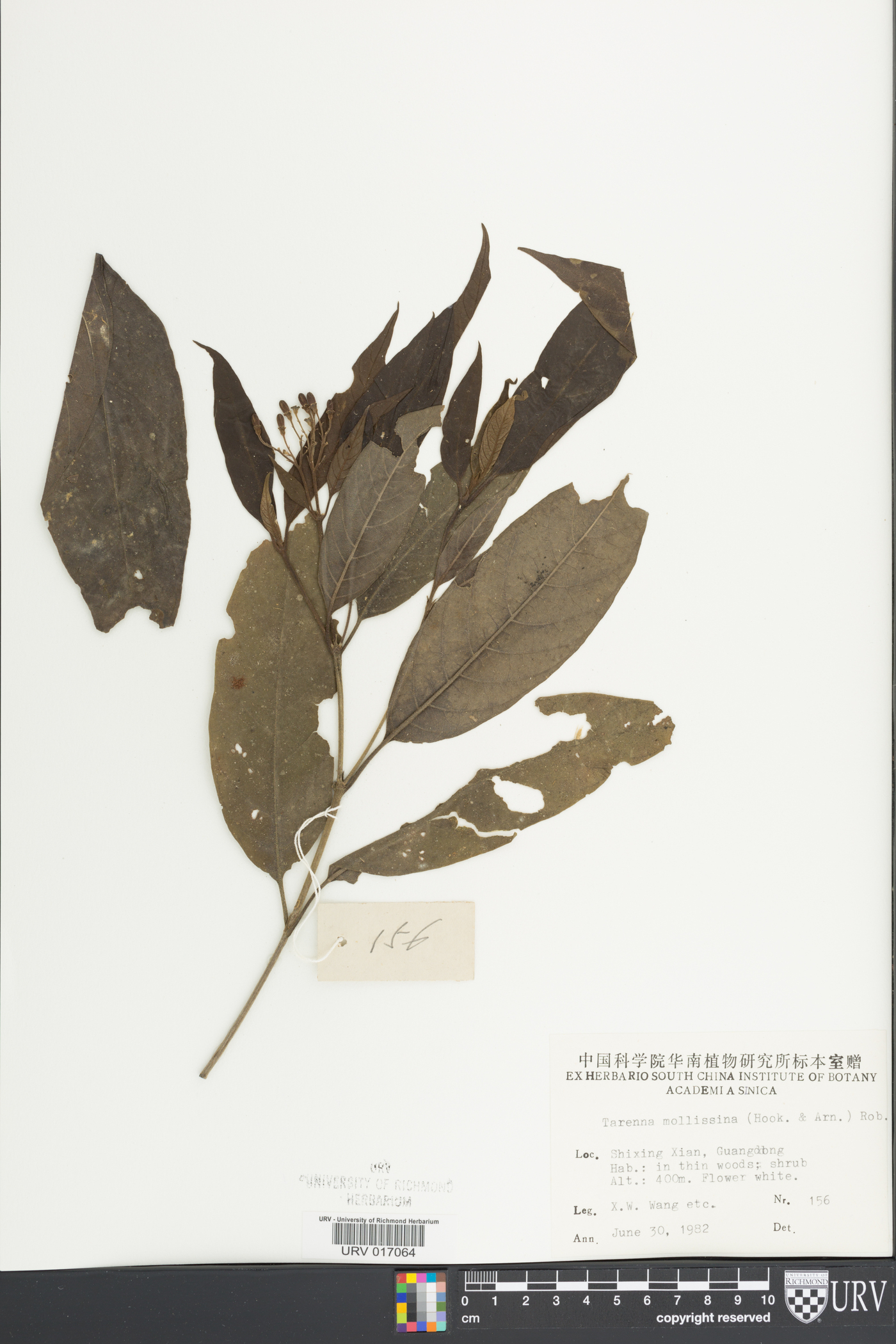 Tarenna mollissima image