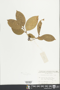 Diplospora dubia image