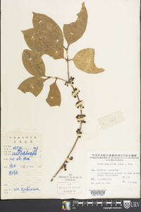 Diplospora dubia image