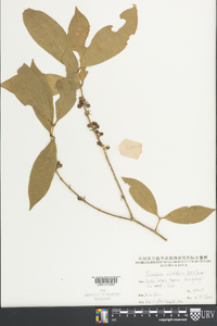Diplospora dubia image