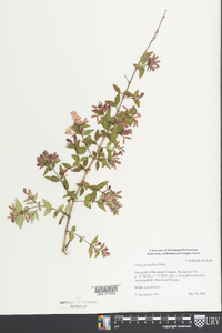 Abelia × grandiflora image