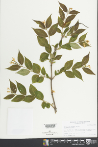 Diervilla lonicera image