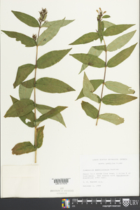 Diervilla sessilifolia image