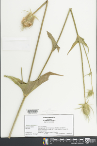 Dipsacus laciniatus image