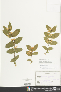 Lonicera morrowii image