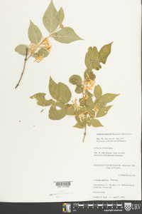 Lonicera maackii image