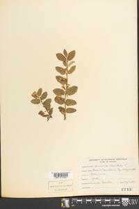 Lonicera xylosteum image