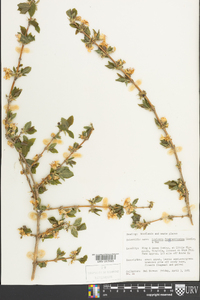 Lonicera fragrantissima image