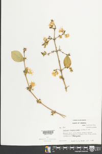 Lonicera fragrantissima image