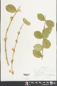 Lonicera fragrantissima image