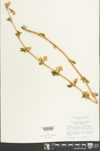 Lonicera fragrantissima image