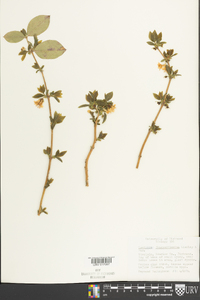 Lonicera fragrantissima image