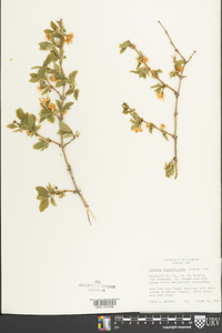 Lonicera fragrantissima image