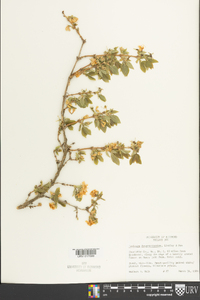 Lonicera fragrantissima image