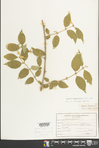 Lonicera fragrantissima image