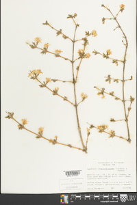 Lonicera fragrantissima image