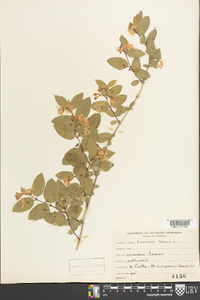 Lonicera tatarica image