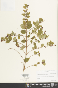 Symphoricarpos orbiculatus image