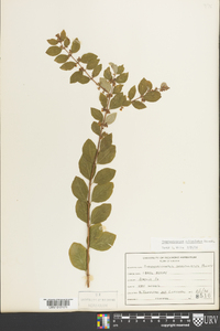 Symphoricarpos orbiculatus image