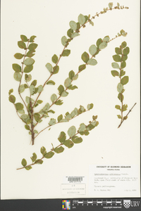 Symphoricarpos orbiculatus image