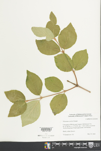 Viburnum carlesii image