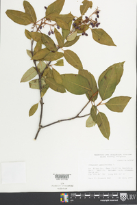 Viburnum cassinoides image