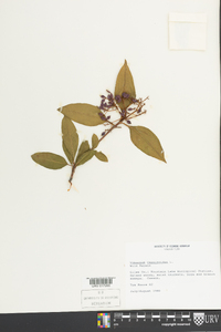 Viburnum cassinoides image