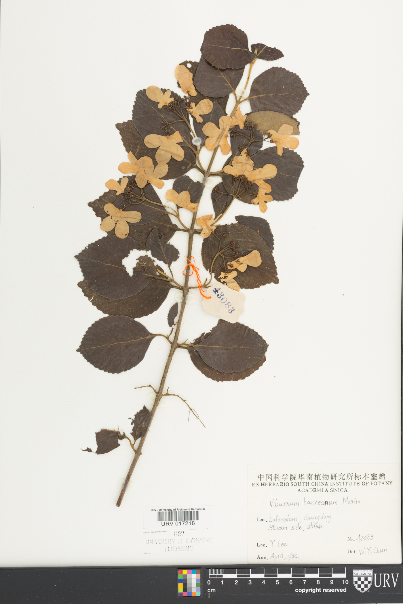 Viburnum hanceanum image
