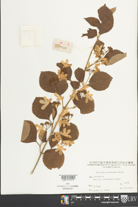 Viburnum hanceanum image
