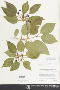 Viburnum lentago image