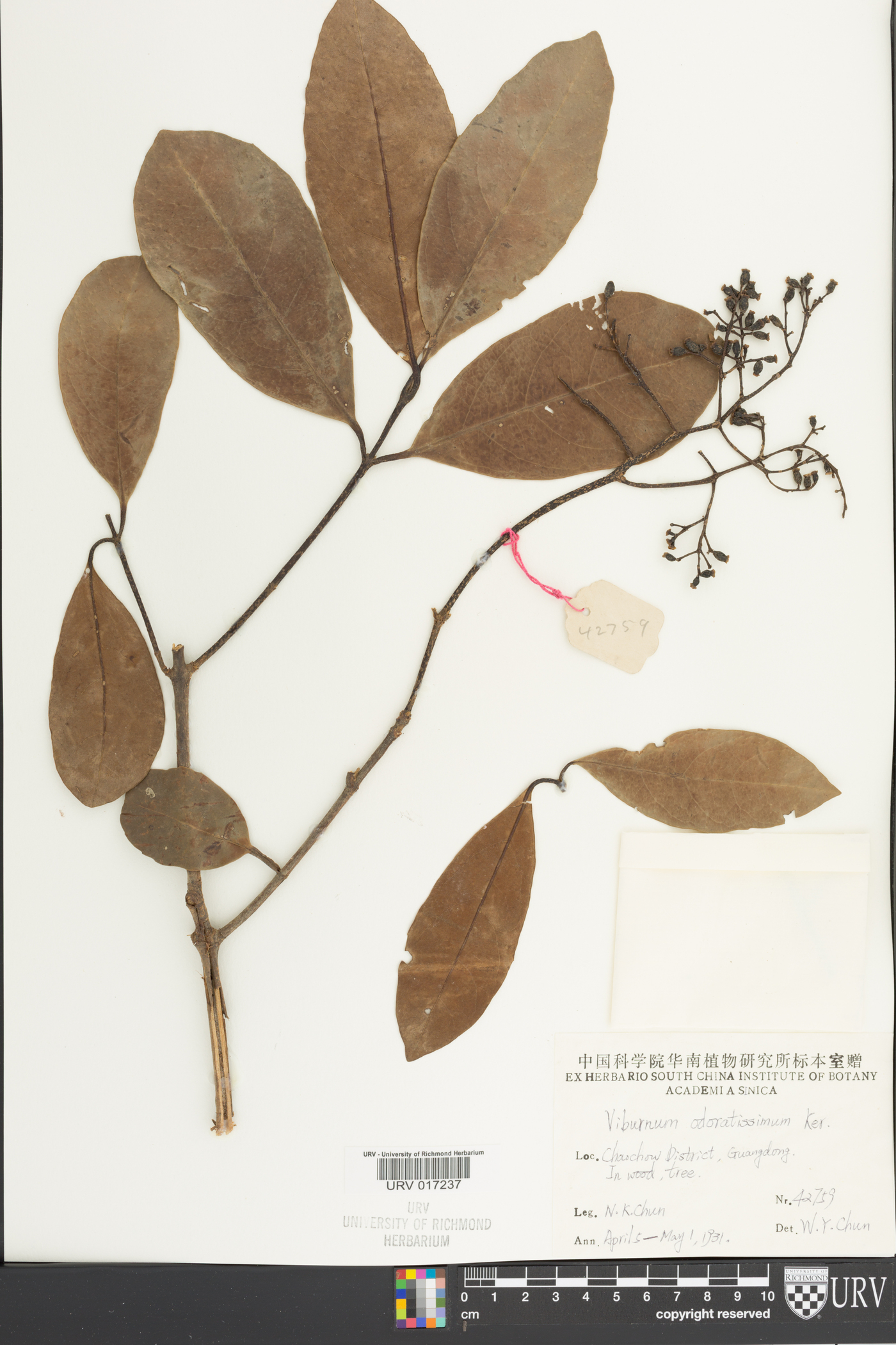 Viburnum odoratissimum image