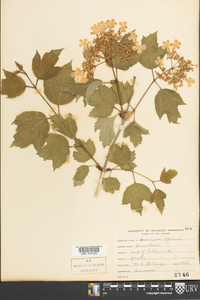 Viburnum opulus image