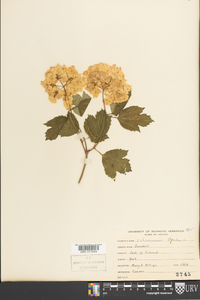 Viburnum opulus image