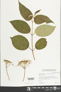 Viburnum plicatum image