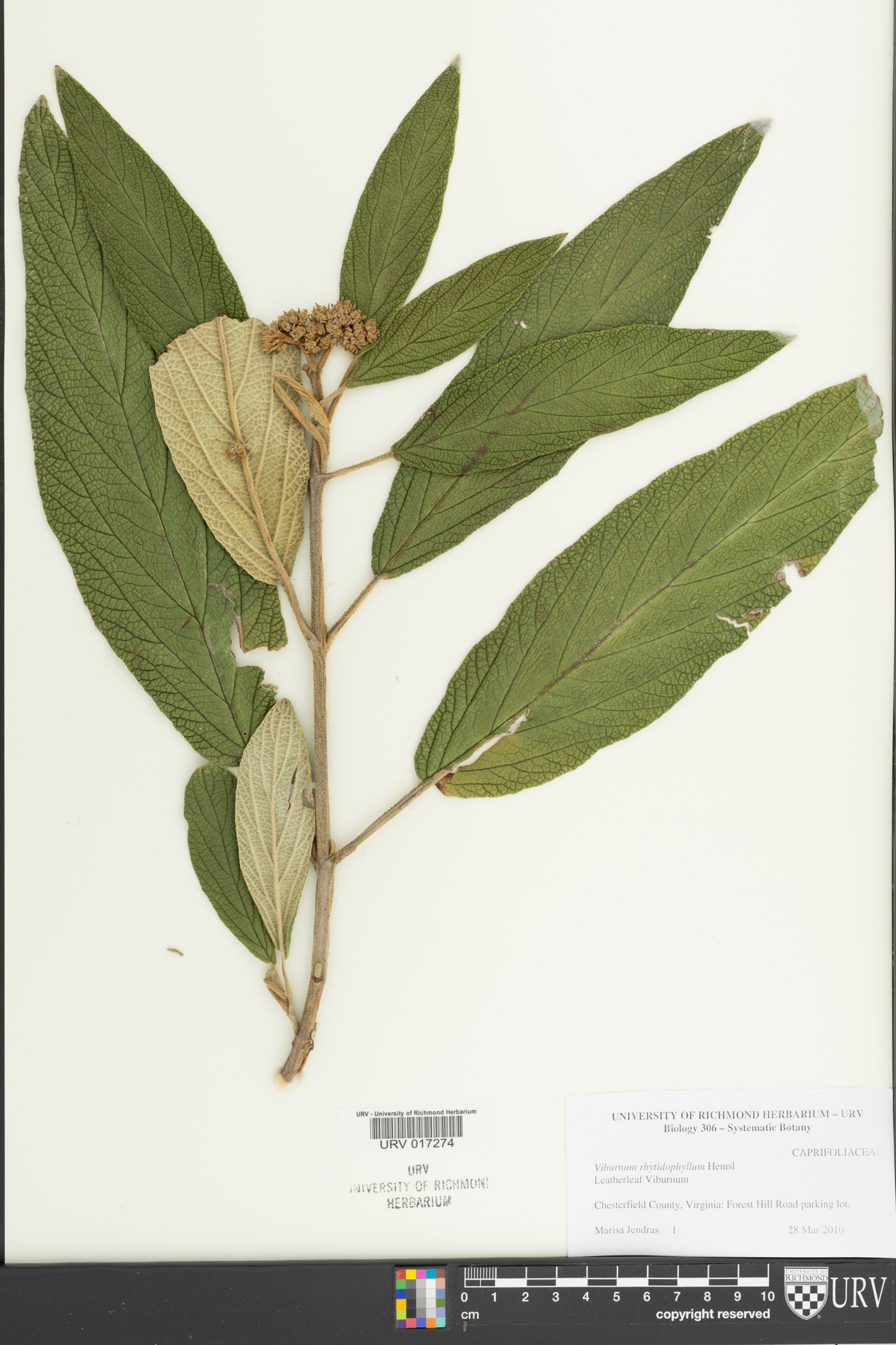 Viburnum rhytidophyllum image