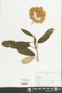 Viburnum rhytidophyllum image