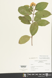 Viburnum suspensum image