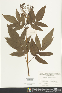 Sambucus javanica image