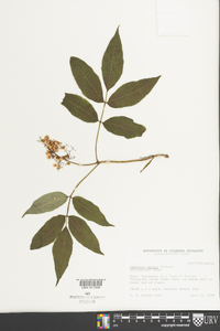 Sambucus racemosa subsp. racemosa image