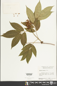 Sambucus racemosa subsp. racemosa image