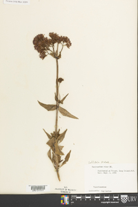 Centranthus ruber image