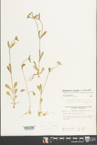 Valerianella locusta image