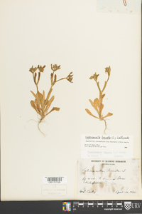 Valerianella locusta image