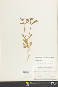 Valerianella locusta image