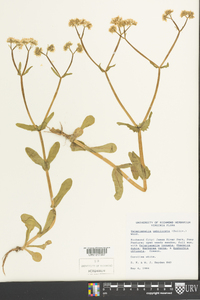 Valerianella umbilicata image