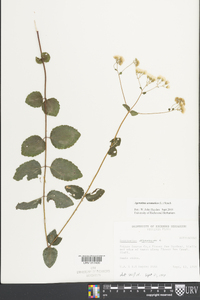 Ageratina aromatica image