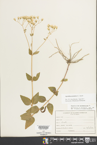 Ageratina aromatica image