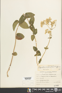 Ageratina aromatica image