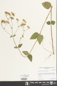 Ageratina aromatica image